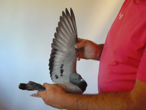 Pigeon image