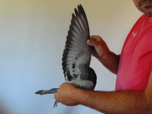 Pigeon image