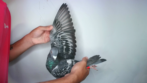Pigeon image