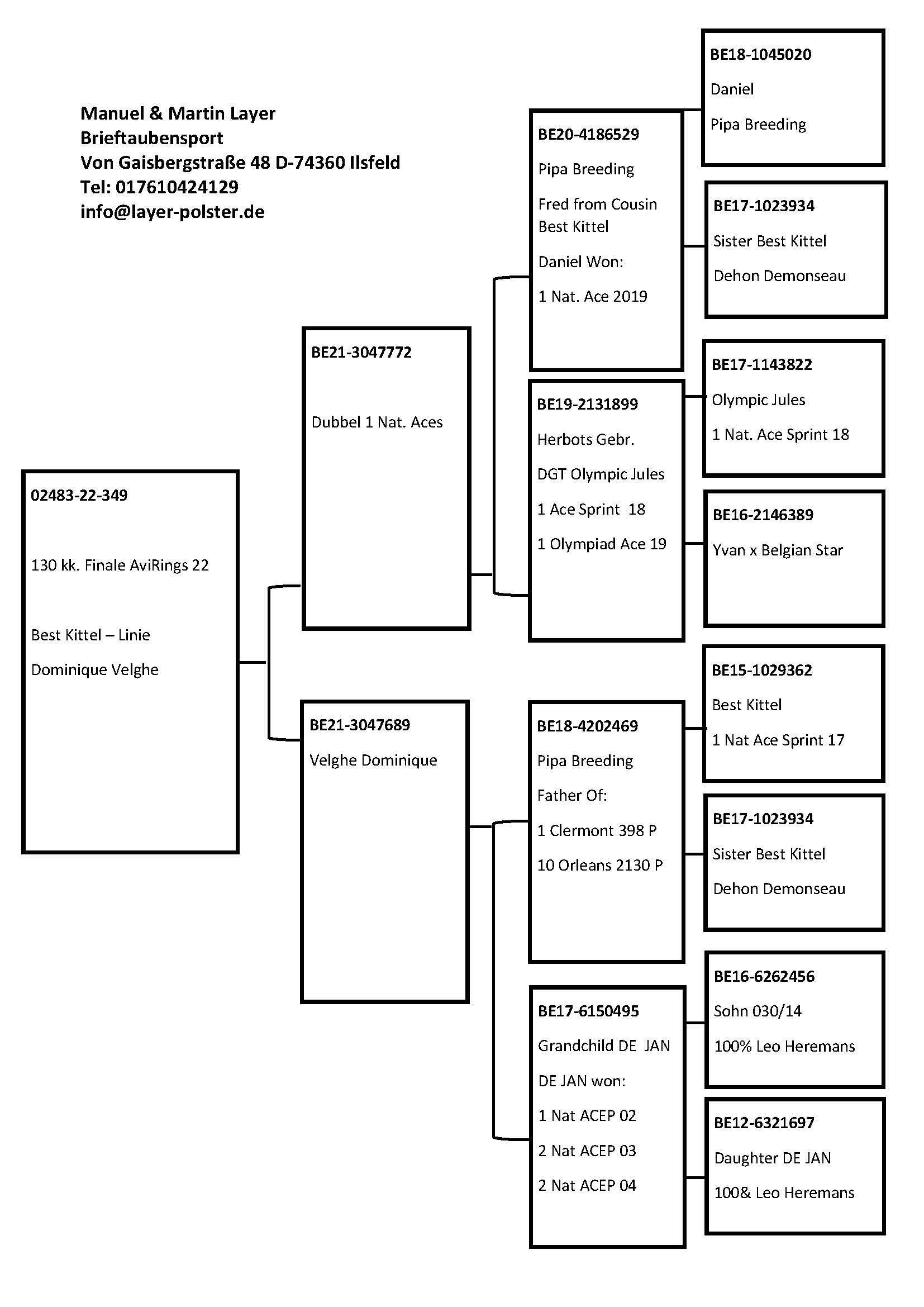 Pigeon pedigree image