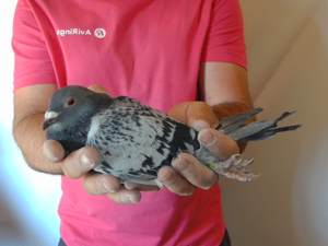 Pigeon image