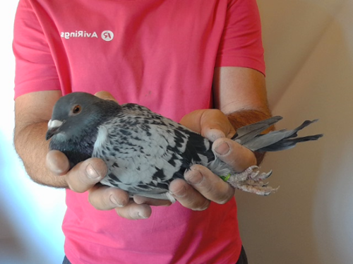 Pigeon image
