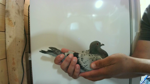 Pigeon image