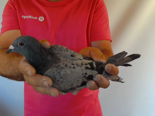 Pigeon image