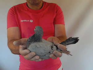Pigeon image