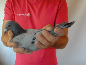 Pigeon image