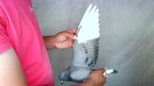 Pigeon image