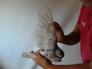 Pigeon image