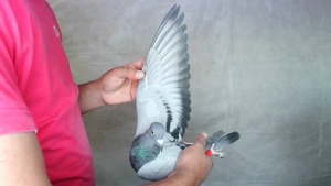 Pigeon image