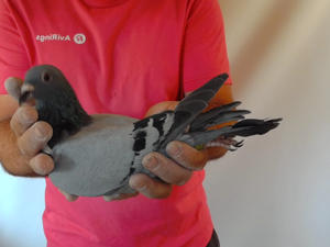Pigeon image