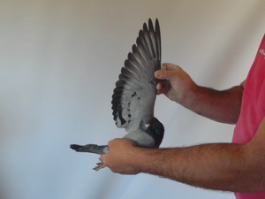 Pigeon image