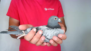 Pigeon image