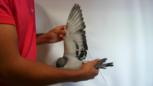 Pigeon image