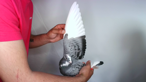 Pigeon image
