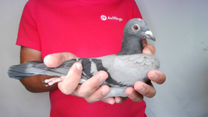 Pigeon image