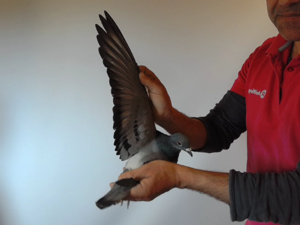 Pigeon image