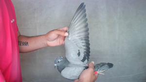 Pigeon image