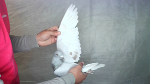 Pigeon image