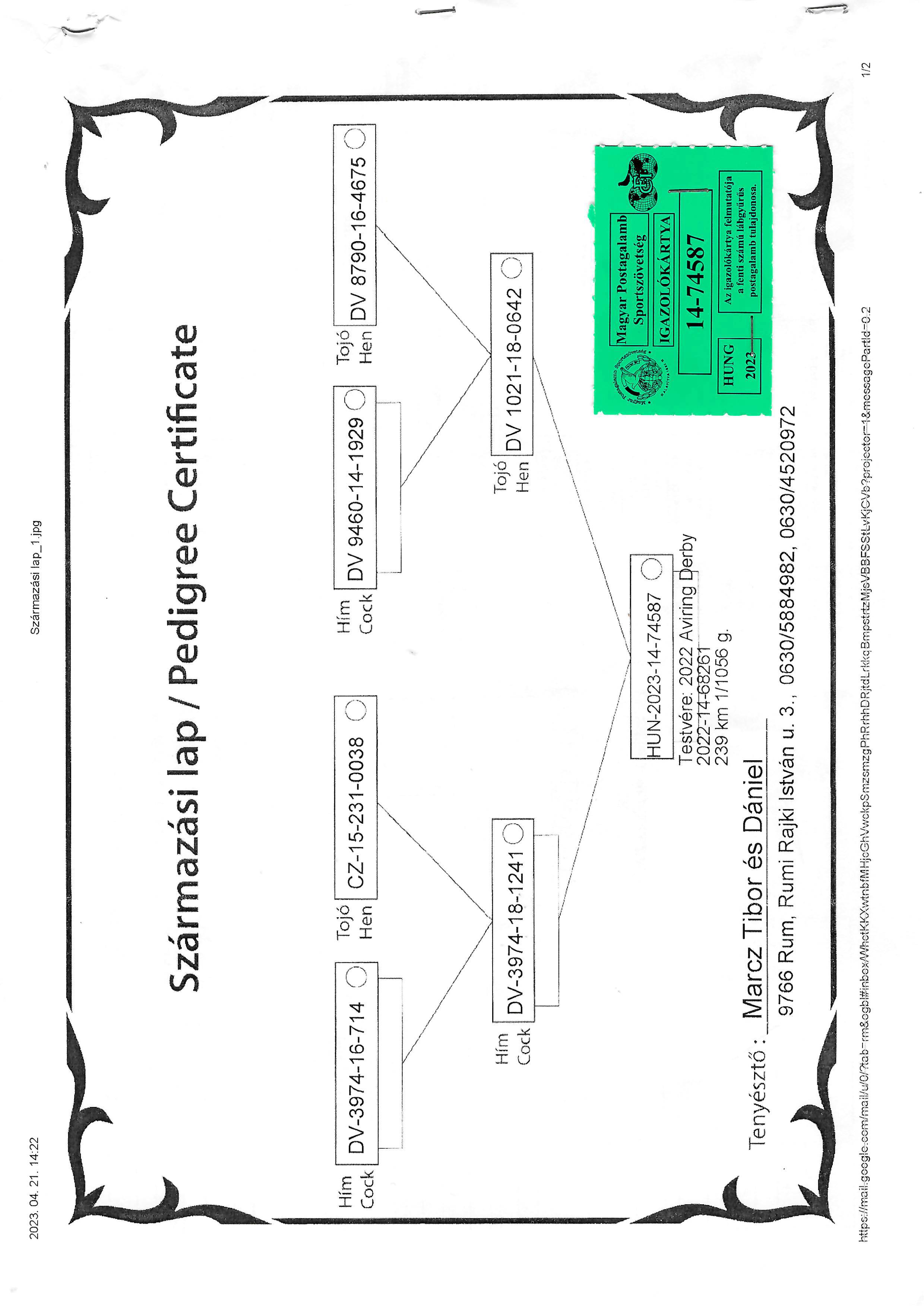Pigeon pedigree image