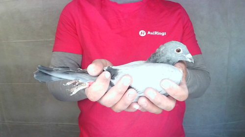 Pigeon image
