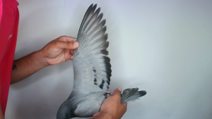 Pigeon image