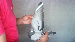 Pigeon image