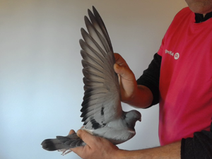 Pigeon image