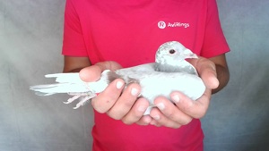 Pigeon image