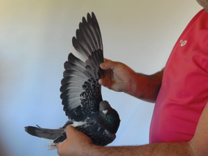 Pigeon image