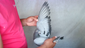 Pigeon image
