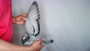 Pigeon image