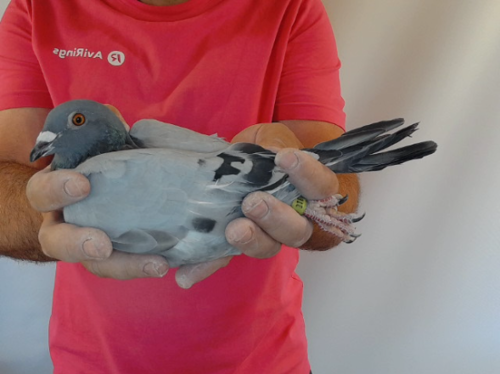 Pigeon image
