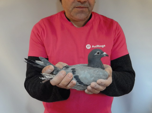 Pigeon image