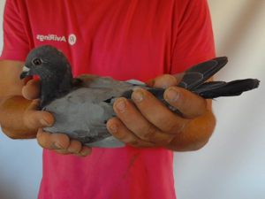 Pigeon image