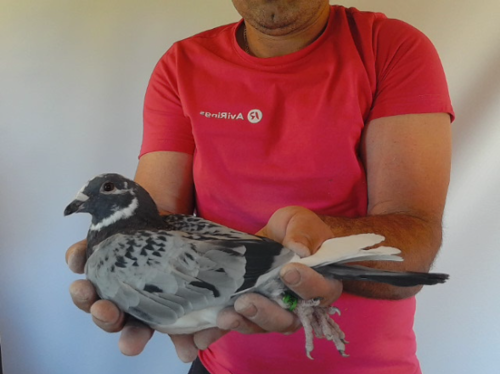 Pigeon image