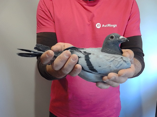 Pigeon image