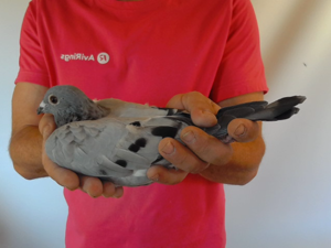 Pigeon image
