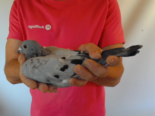 Pigeon image