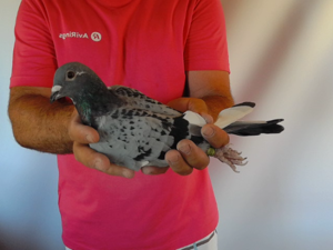 Pigeon image