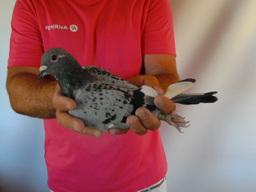 Pigeon image