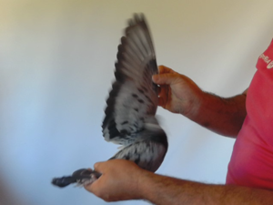 Pigeon image