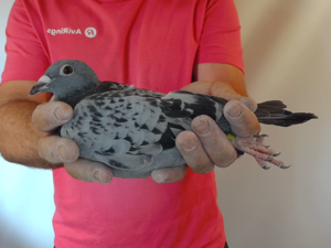 Pigeon image