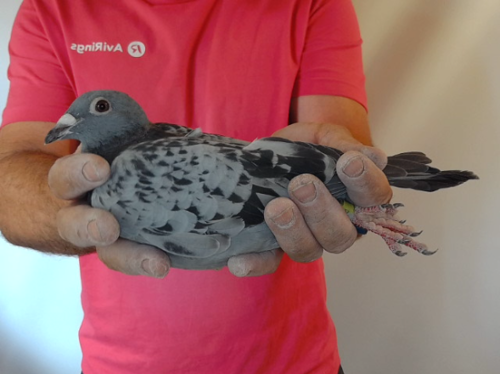 Pigeon image