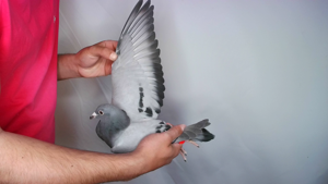 Pigeon image
