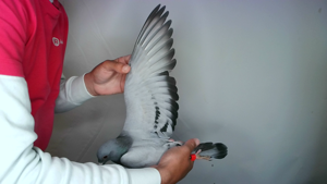 Pigeon image