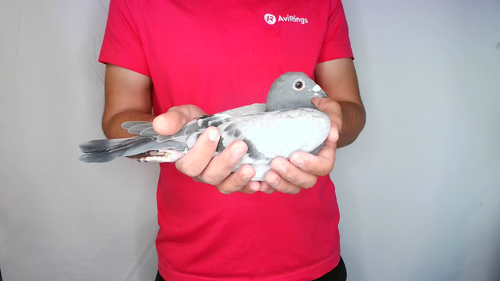 Pigeon image