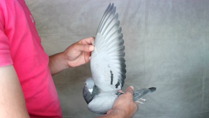 Pigeon image
