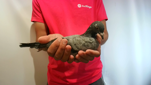 Pigeon image