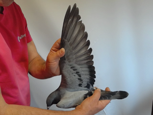 Pigeon image