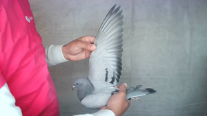 Pigeon image